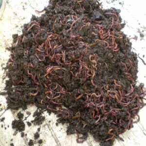 Composting Worms For Worm Farms