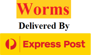 Worms Delivered By Expresspost In Australia 4