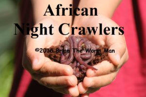 Bait Worms African Night Crawlers