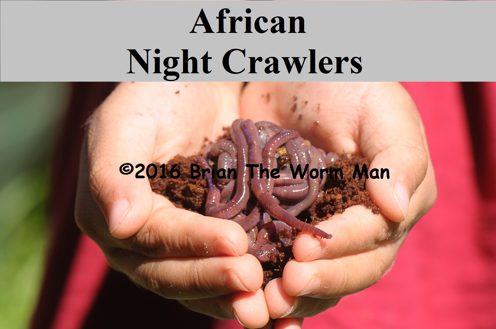 African Night Crawlers – Worms For Worm Farms & Education