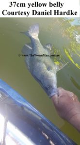 37cm yellow belly - Courtesy Daniel Hardke  - Fish Caught Using My Bait Worms