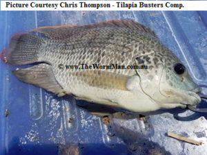 Tilapia Busters Comp - Courtesy Chris Thompson - Fish Caught Using My Bait Worms