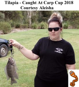 Fish Caught Using My Bait Worms - Courtesy Aleisha - Tilapia At Carp Cup