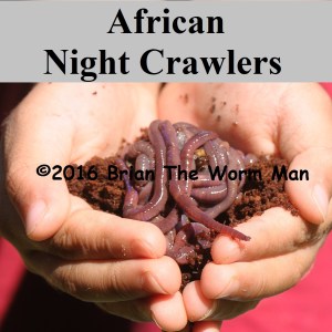 Bait-Worms-African-Night-Crawlers-3 img from shop