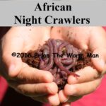 Bait Worms African Night Crawlers - 50PC