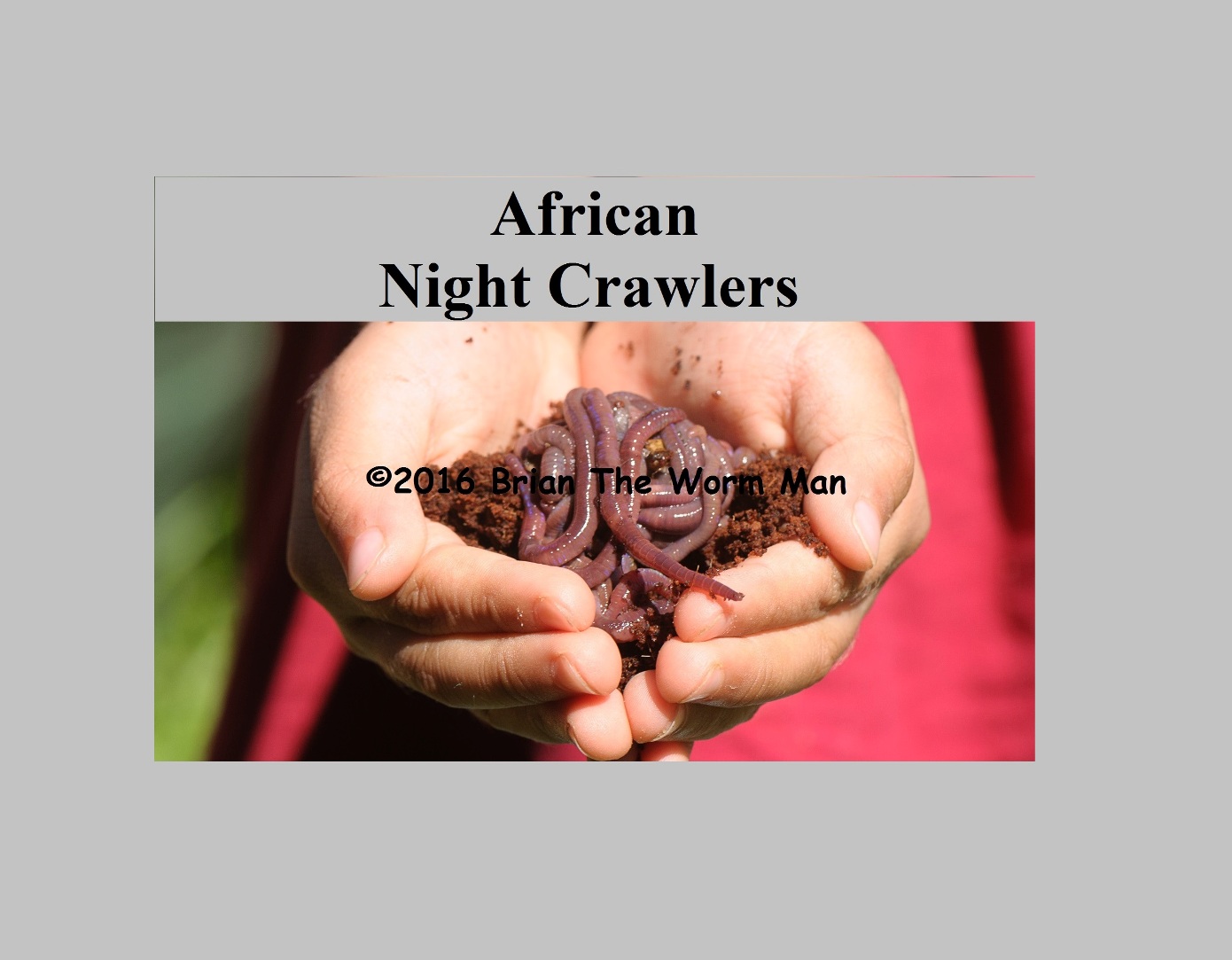 Fishing Bait Worm IMAGE – African Night Crawlers 3 – in large grey