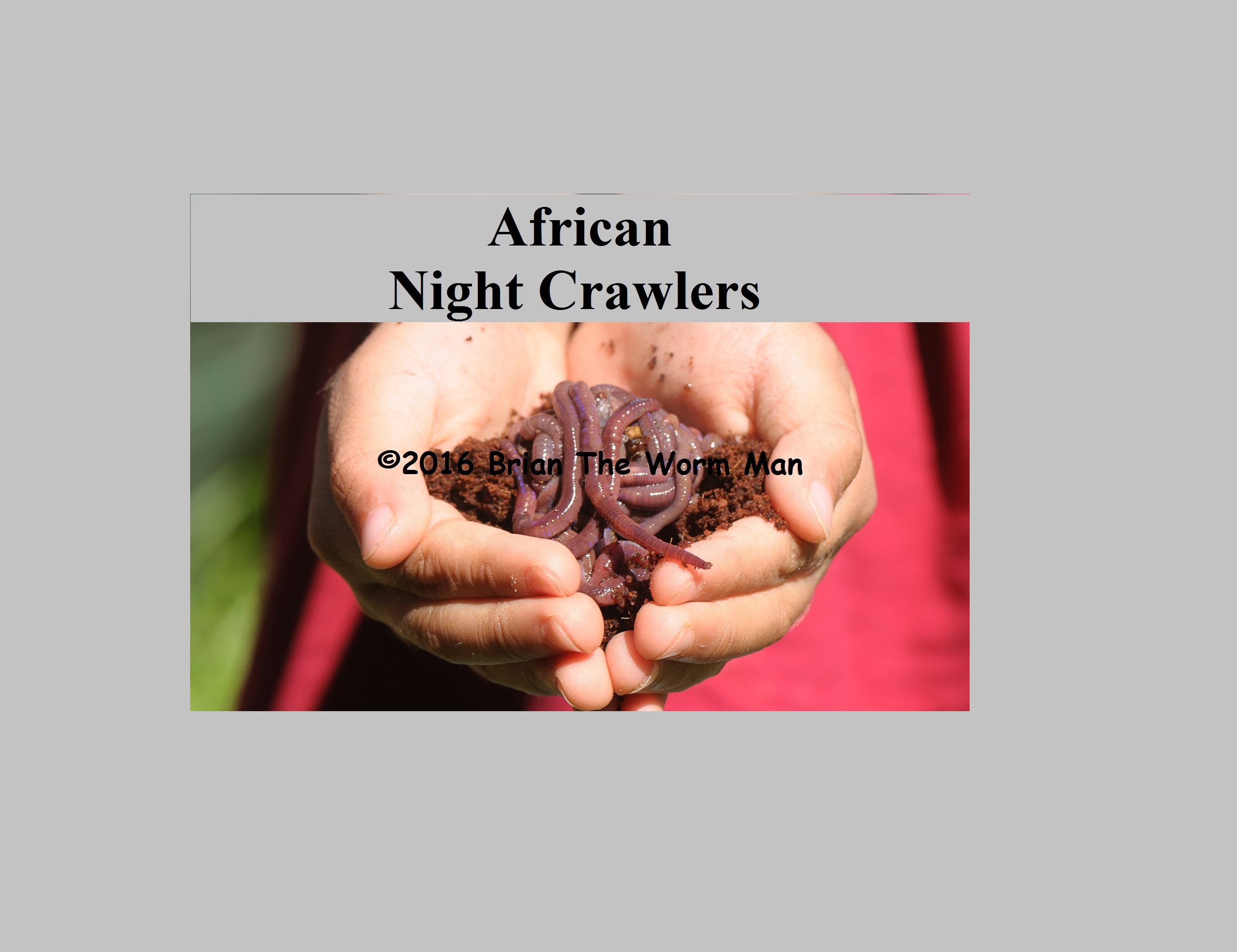 Fishing Bait Worm IMAGE – African Night Crawlers 3 – in large grey BG 75pc  – Worms For Worm Farms & Education