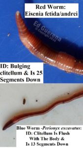 Identify Red And Blue Worms - Worms For Worm Farms - Brian Donaldson