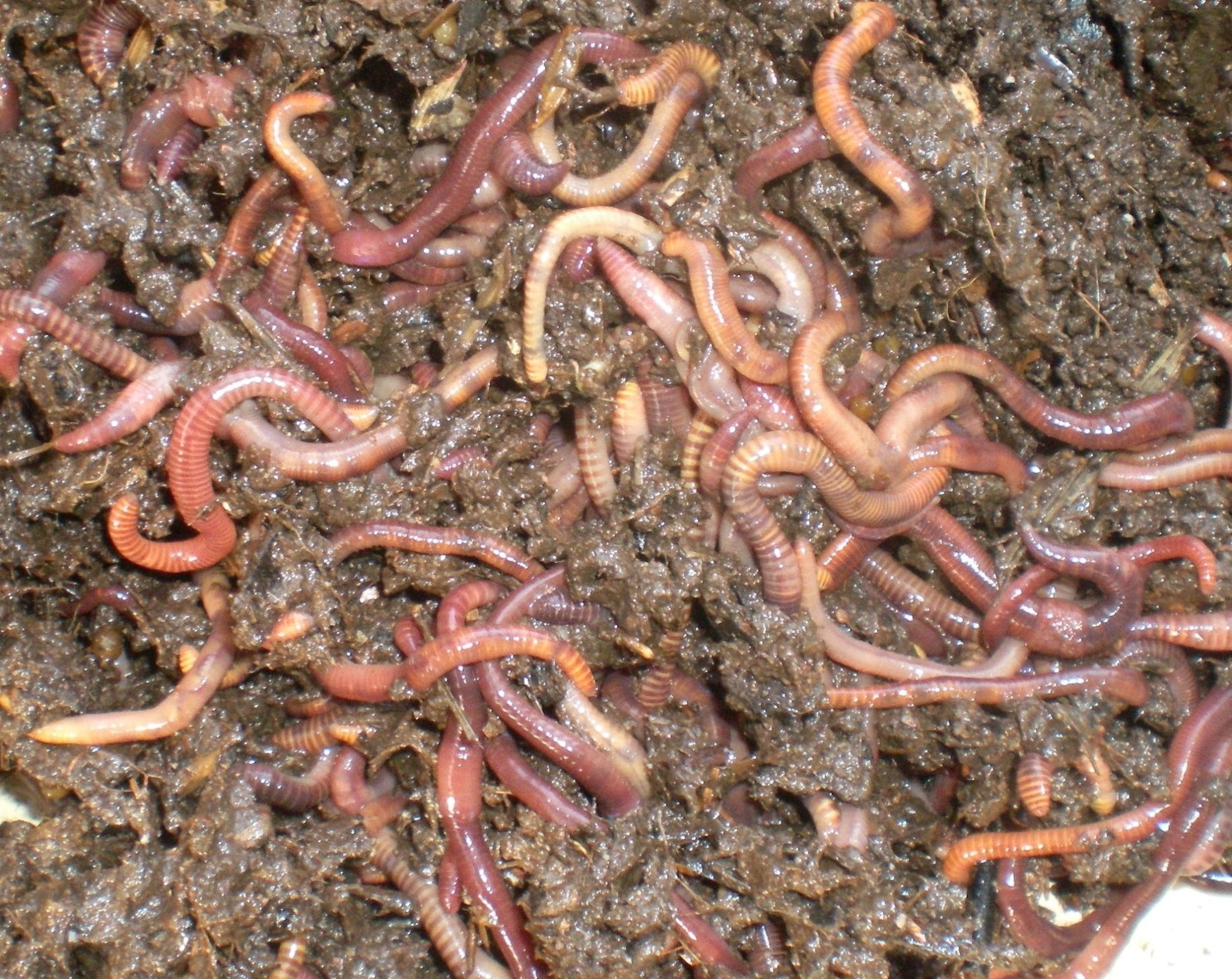 Dig & Discover Worm Experience & Worm Farming Incursion