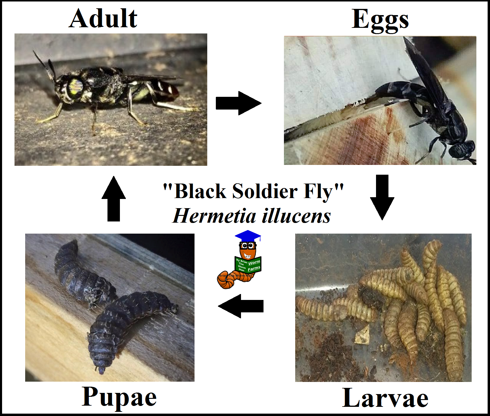 BSFL Lifecycle - Brian The Worm Man