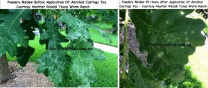 Powdery Mildew Before And After Aerated Castings Tea Application