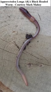 Apporectodea Longa AKA Black Headed Worm Courtesy Mark Mahoy wm         