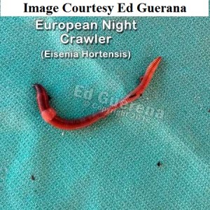 European Night Crawler - Courtesy Ed Guerana wm         