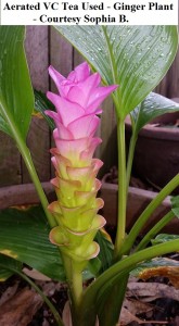 VC Example - Courtesy Sophia B.  - 1 wm            