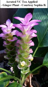 VC Example - Courtesy Sophia B.  - 2 wm2         