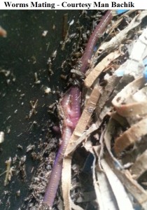 identify mating Man Bachiks photo of worms entwined wm         