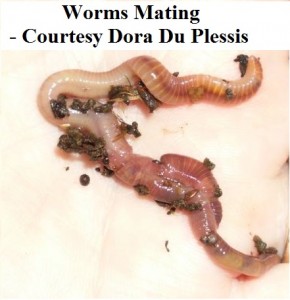 identify mating dora du plessis wm         