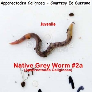 Apporectodea Calignose Ed Guerana       