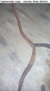 Apporectodea Longa (Black Headed Worm) - Courtesy Shady Shaltoot       