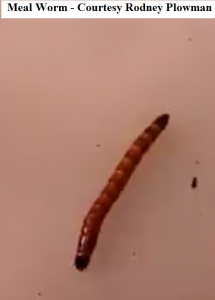 Meal Worm - Courtesy Rodney Plowman            