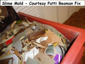 Slime Mold 2 Courtesy Patti Beaman Fix           