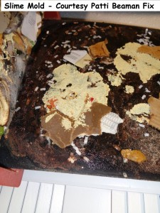 Slime Mold Courtesy Patti Beaman Fix            