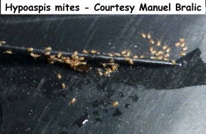 Hypoaspis mites - Courtesy Manuel Bralic wm 