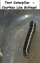 Tent Caterpillar  - Courtesy Lisa Schlegel wm 