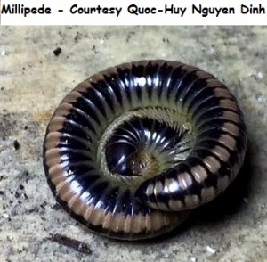 millipede quoc wm 
