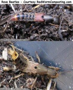 rove-beetle1 RWC wm 
