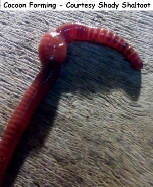 Cocoon Forming - Courtesy Shady Shaltoot wm           