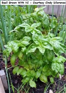 Basil Grown With VC - Courtesy Cindy Dilorenzo wm  