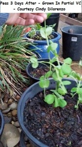 cindy peas 3 days after wm  