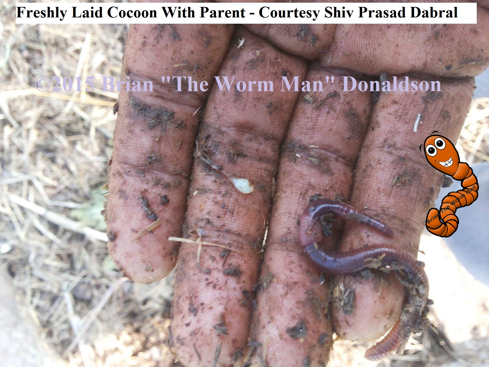 flat cocoon worm inside