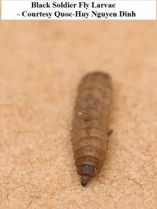 Black Soldier Fly Larvae 3 Quoc-Huy Nguyen Dinh wm                