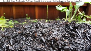 Horse Hair Worm (Beneficial) Courtesy Joshua Platt wm                