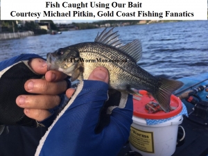 12 - GCFF Michael Pitkin - Bass wm       