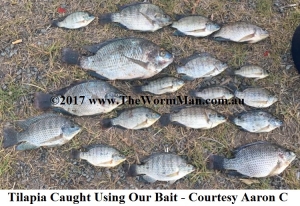 5   Tilapia Caught Using Our Bait - Courtesy Aaron C WM       
