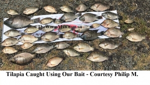 6   Tilapia Caught Using Our Bait - Courtesy Philip M. - 060217       