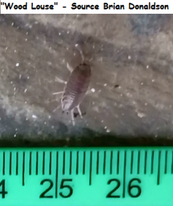 Wood Louse - Brian Donaldson       