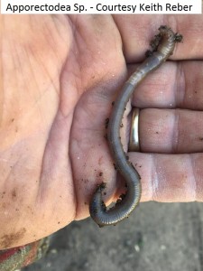 Apporectodea Sp. - Courtesy Keith Reber 2        