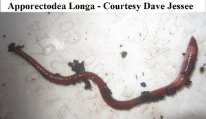 Apporectodea longa dave jessee             