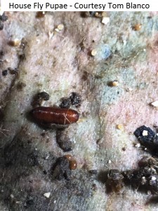 House Fly Pupae - Courtesy Tom Blanco             
