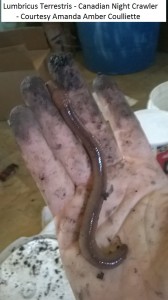 Lumbricus Terrestris - Canadian Night Crawler - Courtesy Amanda Amber Coulliette               