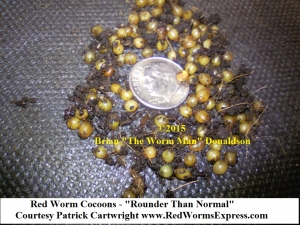 Worm Cocoons - Red Worms                                     