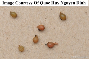 Worm Farm Bait Worm Cocoon Quoc 1                      