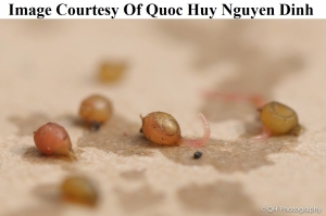 Worm Farm Bait Worm Cocoon Quoc 2                      