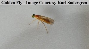 Worms for worm farms and fishing bait Golden Fly Karl Sodergren                        