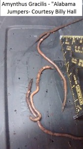 amythnthas gracilas worms - alabama jumpers billy hall AJ 2      
