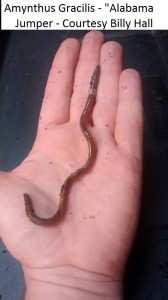amythnthas gracilas worms - alabama jumpers billy hall AJ 4      